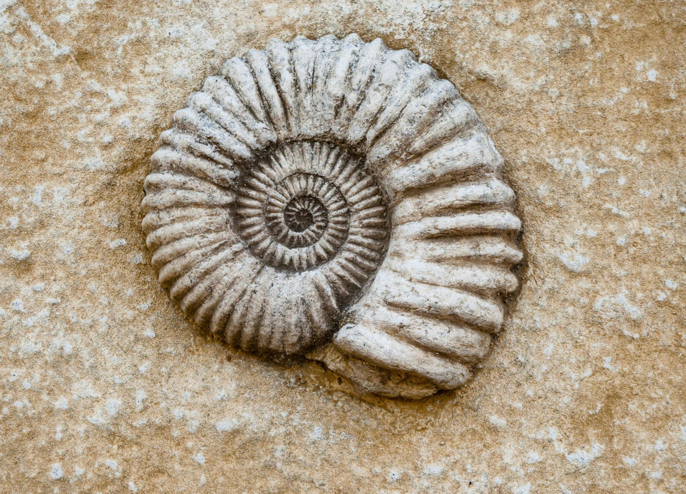 Atelier création de fossiles